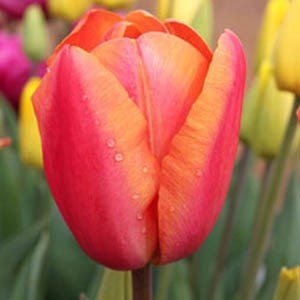 Тюльпан Шарад 1шт (Садовита) 10шт/уп