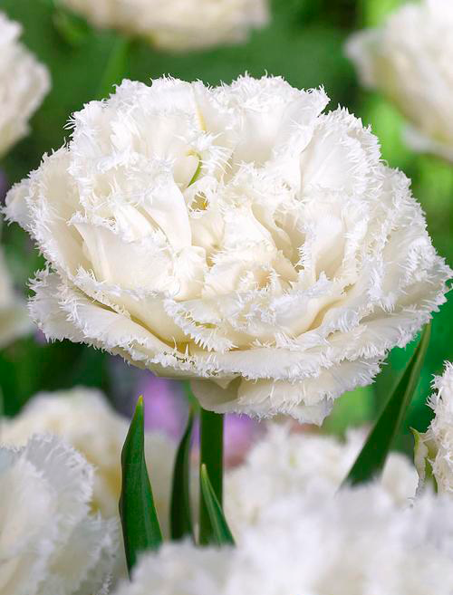 Тюльпан Сноу Кристал 11/12 1шт (Садовита) 7шт/уп