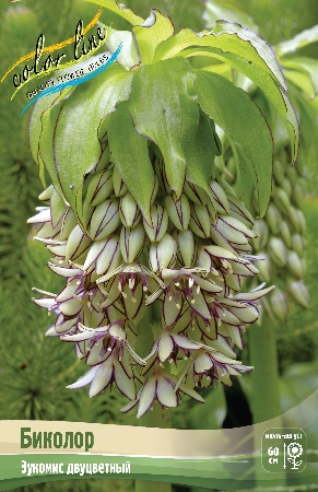 Эукомис Биколор 1шт (КолЛайн) 2шт/уп