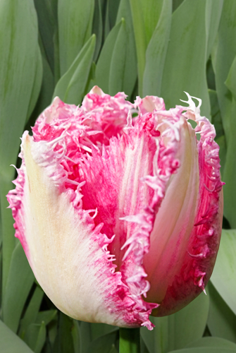 Тюльпан Кул Кристал 1шт (Садовита) 8шт/уп