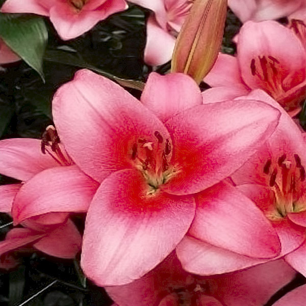 Лилия Сентоза 12/14 1шт (КолЛайн) 7шт/уп