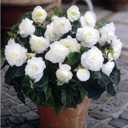 Бегония Махровая Белая 5/6 1шт (КолЛайн) 3шт/уп