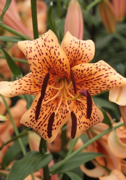 Лилия Тайгер Бейбиз 12/14 1шт (Садовита) 5шт/уп