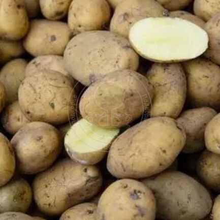 Картофель Суворовский фас.2кг/20кг/м Элита с/ранний, кожура желтая, мякоть св.желтая