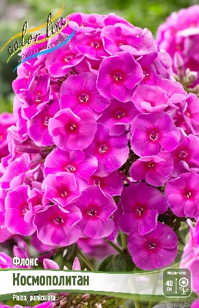 Флокс Космополитан 1шт (КолЛайн) 2шт/уп