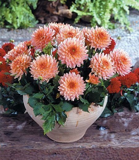 Георгина Гэллери Леонардо 1шт КолЛайн