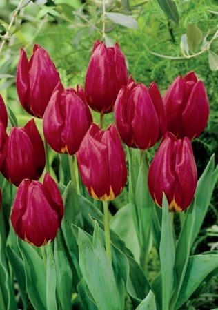 Тюльпан Реа 11/12 1шт (Садовита) 10шт/уп