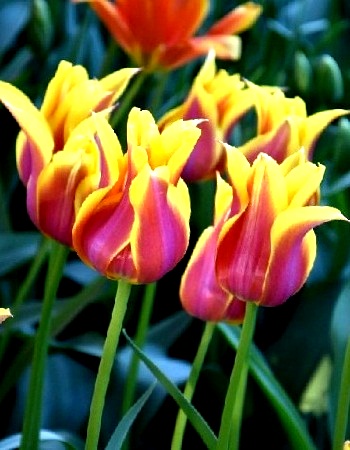 Тюльпан Соннет 11/12 1шт (Садовита) 7шт/уп