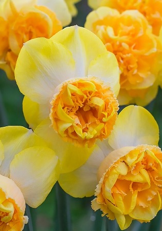 Нарцисс Арт Парфюм 12/14 1шт (КолЛайн) 2шт/уп