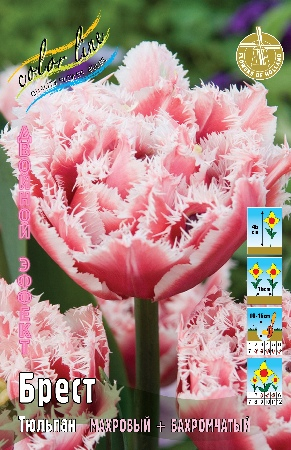 Тюльпан Брест 1шт (КолЛайн) 3шт/уп