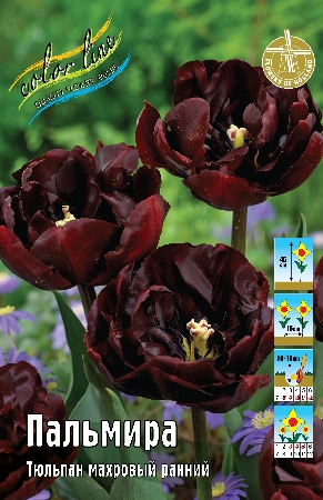 Тюльпан Пальмира 1шт (КолЛайн) 8шт/уп 