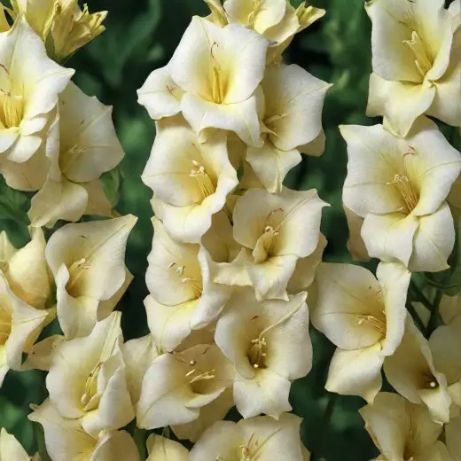 Гладиолус Амбер 8/10 1шт (КолЛайн) 10шт/уп