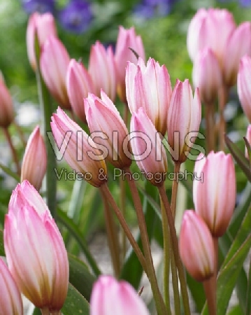 Тюльпан Хильда 5/+ 1шт (КолЛайн) 7шт/уп