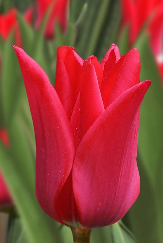 Тюльпан Манимейкер 11/12 1шт (Садовита) 7шт/уп