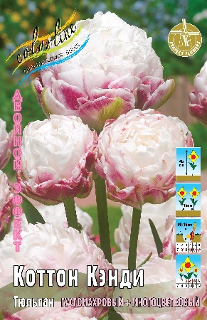 Тюльпан Коттон Кэнди 1шт (КолЛайн) 3шт/уп