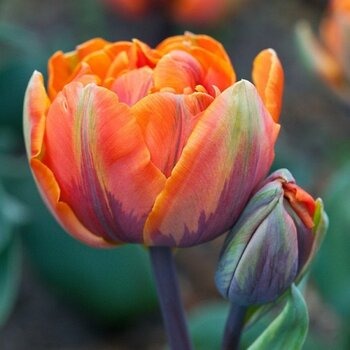 Тюльпан Криспа Оранж Принцесс 1шт (КолЛайн) 7шт/уп