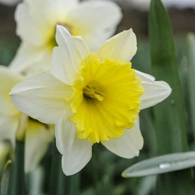 Нарцисс Айс Фоллис 12/14 1шт (Садовита) 5шт/уп