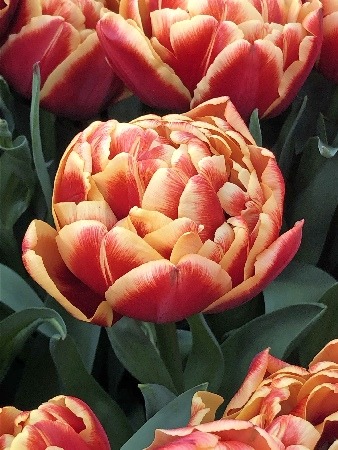 Тюльпан Конго 10/11 1шт (КолЛайн) 7шт/уп