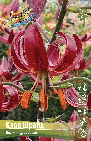 Лилия Клод Шрайд 12/14 1шт (КолЛайн) 