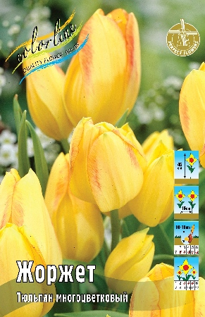 Тюльпан Жоржет 1шт (КолЛайн) 8шт/уп