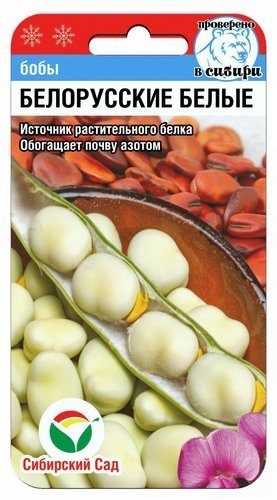 Бобы Белорусские белые 5шт (СибСад)