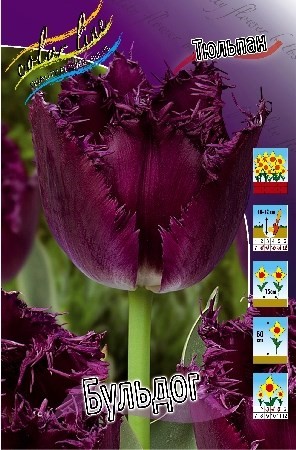 Тюльпан Бульдог 1шт (КолЛайн) 7шт/уп