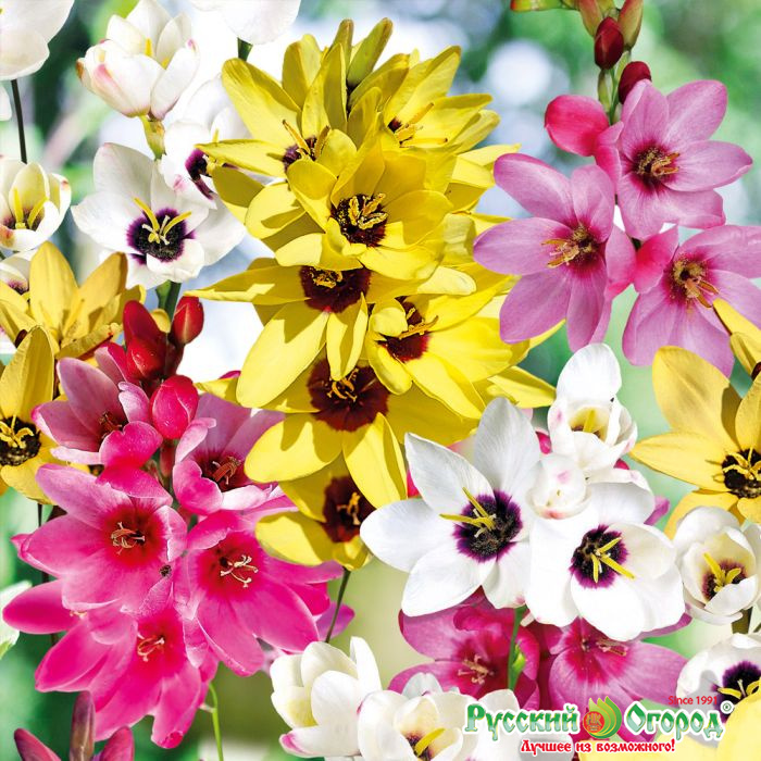 Иксия Звездный путь 5/7 1шт (НК) 25шт/уп