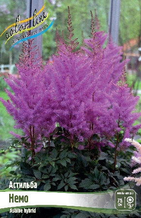 Астильба Немо 1шт (КолЛайн) 