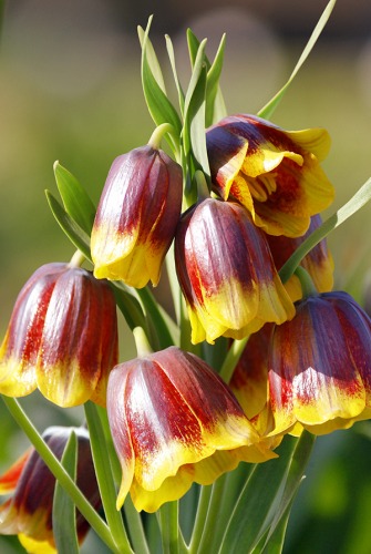 Фритиллярия Михайловский 5/+ 1шт (КолЛайн) 5шт/уп