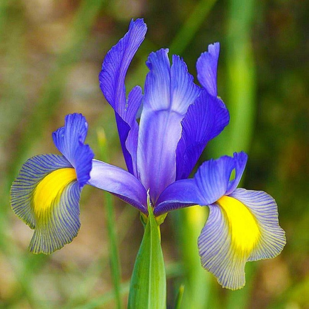 Ирис голландский Мистик Бьюти 1шт (КолЛайн) 10шт/уп