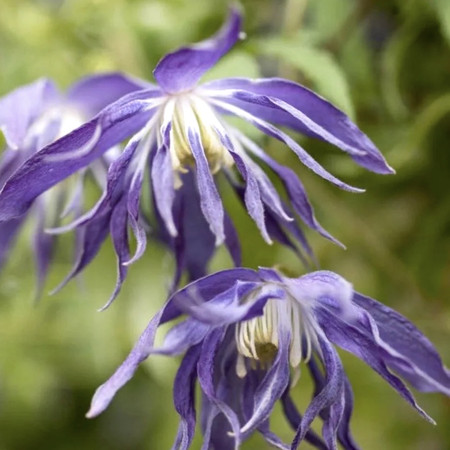 Клематис Блю Сюрпрайз 1шт (КолЛайн)