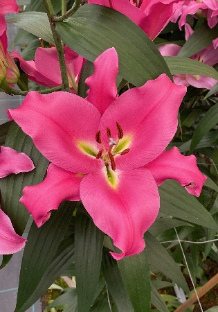 Лилия Карре 14/16 1шт (КолЛайн) 5шт/уп