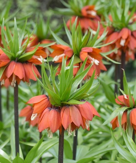 Фритиллярия Уильямс Рэкс 1шт (КолЛайн) 