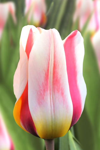 Тюльпан Мэри Энн 11/12 1шт (Садовита) 10шт/уп