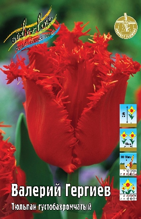 Тюльпан Валерий Гергиев 1шт (КолЛайн) 2шт/уп