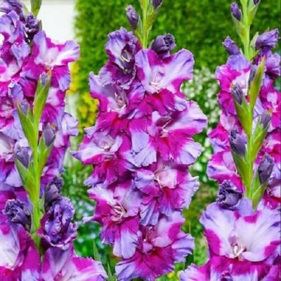 Гладиолус Печора 12/14 1шт (КолЛайн) 7шт/уп