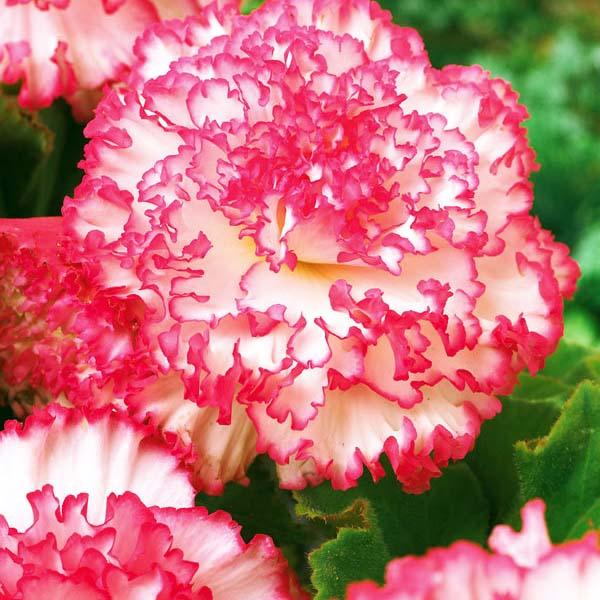 Бегония Мармората 1шт (КолЛайн) 3шт/уп