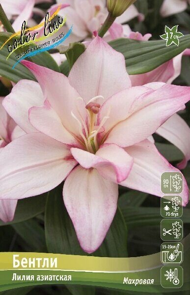 Лилия Бентли 12/14 1шт (КолЛайн)