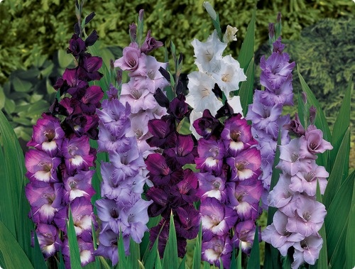 Гладиолус Северное небо 12/14 1шт (НК) 10шт/уп