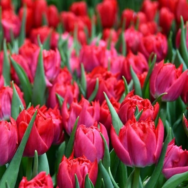 Тюльпан Ферст Прайс 1шт (КолЛайн) 8шт/уп