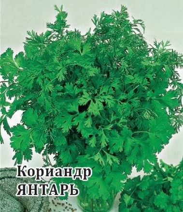 Кориандр Янтарь 25г (Гавриш)