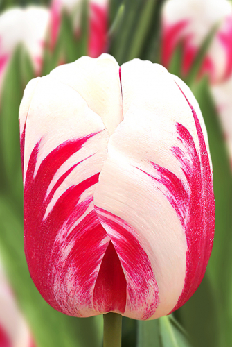 Тюльпан Ай Опенер 11/12 1шт (Садовита) 8шт/уп