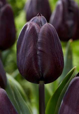 Тюльпан Найтмеар 11/12 1шт (КолЛайн) 7шт/уп