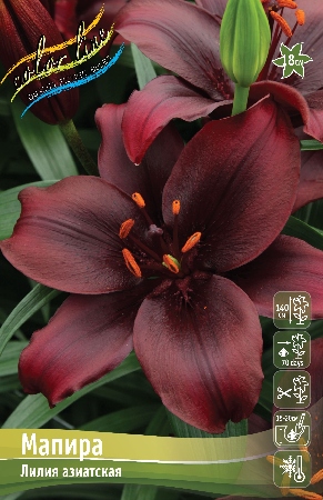 Лилия Мапира 12/14 1шт (КолЛайн) 2шт/уп