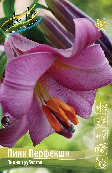 Лилия Пинк Перфекшн 12/14 1шт (КолЛайн) 5шт/уп