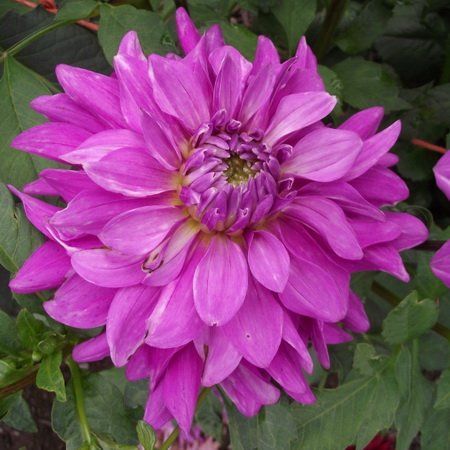 Георгина Блютифул 1шт (КолЛайн)