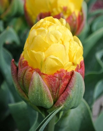 Тюльпан Банана Айс Крим 1шт (КолЛайн) 2шт/уп