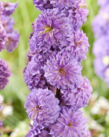 Дельфиниум Лилак Сенсейшн 1шт (КолЛайн)