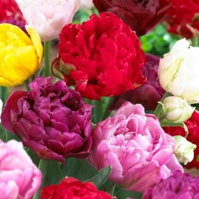 Тюльпан Дабл Флауринг Микс 1шт (КолЛайн) 7шт/уп