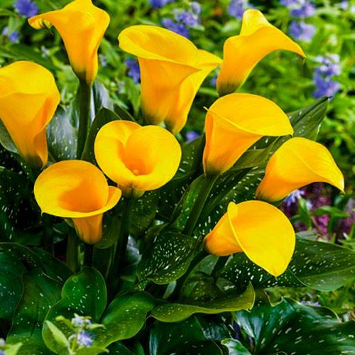 Калла Блек Мэджик 1шт (Садовита) 2шт/уп